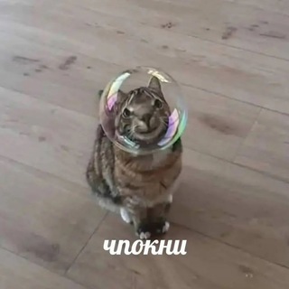 Логотип @dhwchat - чат dhw