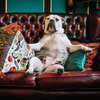 Логотип @di_va_media - ДИВАННЫЙ МЕДИАЦЕРБЕР