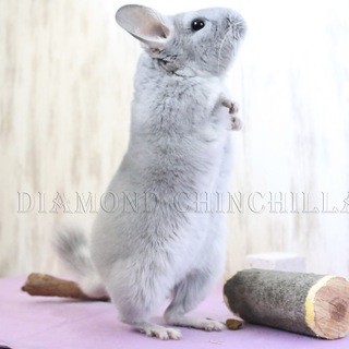 Логотип @diamondchinchila_group - Diamond Chinchilla группа