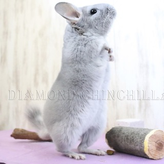 Логотип @diamondchinchilla_channel - Diamond Chinchilla канал
