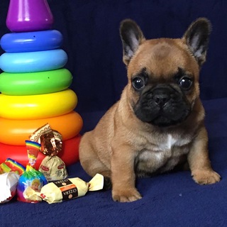 Логотип @diana021310 - Французский бульдог