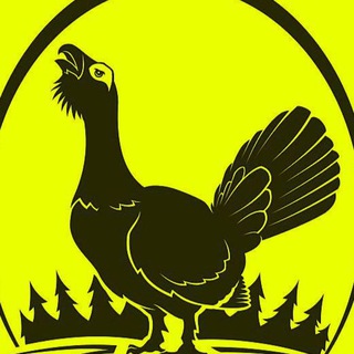 Логотип @dich_tetereva - Дичь Тетерева