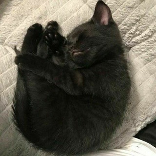 Логотип @dieddw - крутые пикчи раз в 100 лет