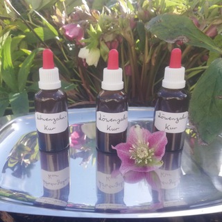 Логотип @diehausapotheke1 - 🏡 Die Hausapotheke ⛑️