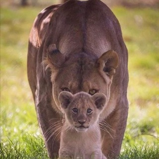 Логотип @diewahrheitkommt - DieWahrheitKommt