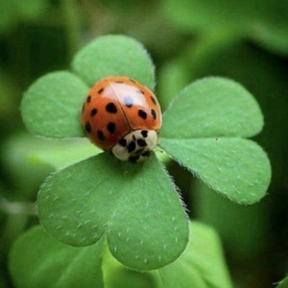 Логотип @diewahrheitundnurdiewahrheit - Die Wahrheit und nur die Wahrheit. Was die offiziellen Medien nie zeigen .