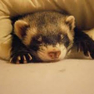 Логотип @difimichat - Халявный Difimi (Чатик)