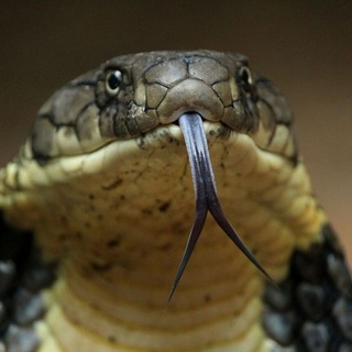 Логотип @dikayapriroda - дикая природа и животные