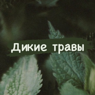 Логотип @dikie_travy - «Дикие травы»
