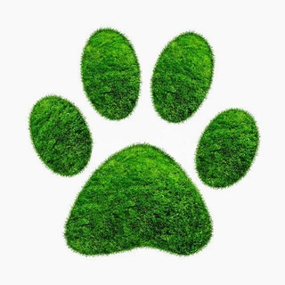 Логотип @dikiimir - ЖИВАЯ ПЛАНЕТА 🦥