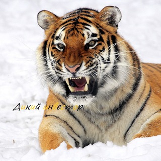 Логотип @dikiy_invetst - Дикий инвестор