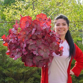 Логотип @dimetrisflowers - Dimetris