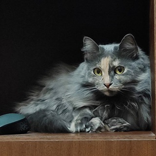 Логотип @dinaimy - Госпожа Кисадинья