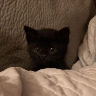 Логотип @dinalytske - Опопоп