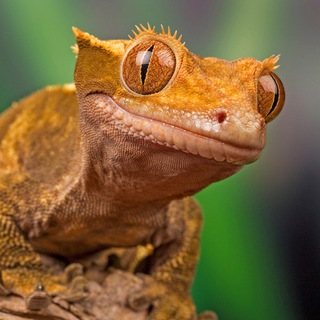 Логотип @dinosaurfanchannel - Reptile Fan Channel 🦎