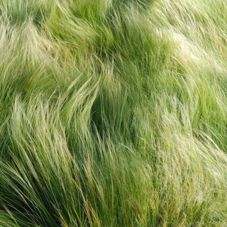 Логотип @diqlo - desertum in quo lux oritur