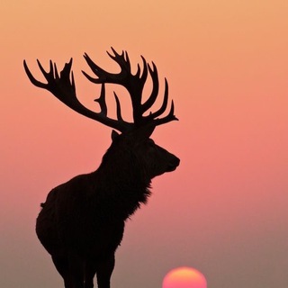 Логотип @disappearing_world - Исчезающий мир🌿 | Животные | Природа