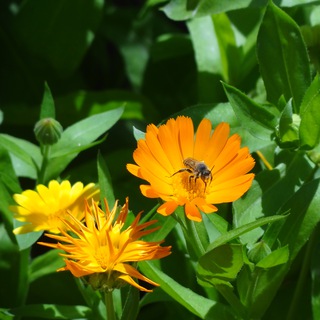 Логотип @discimusdocendo - Лингводиггер