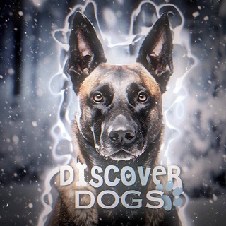 Логотип @discoverdog - ᴅɪsᴄᴏᴠᴇʀ•ᴅᴏɢsᶜʰᵃᶰᶰᵉᶫ