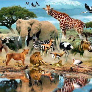 Логотип @discovery_animals - Дискавери. Животный мир. (0+)