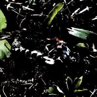 Логотип @discrimi - Discriminator