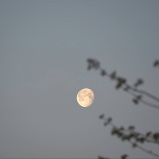 Логотип @dishkaisli - 𝓂’