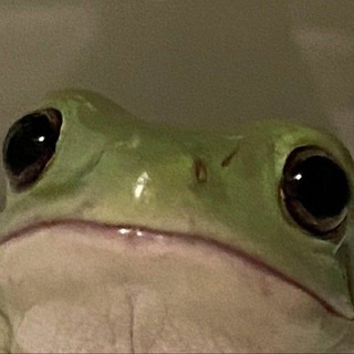 Логотип @disimondi - Пруд DiSimon ☘️