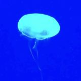 Логотип @disk_c_music - c:\music