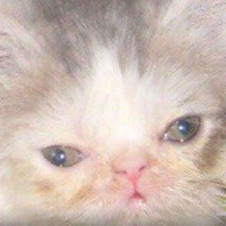 Логотип @disturbedcats - Дистурбед