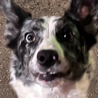 Логотип @ditkovichdog - Пёс Мистера Дитковича