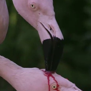 Логотип @diva_divnayaru - Дива_Дивная🦩🦩🦩 40 +