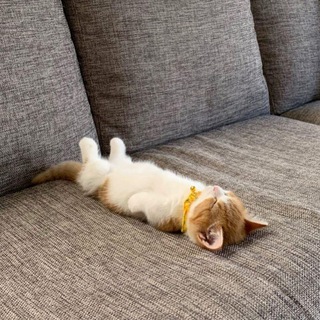 Логотип @divan_ch - Диванчик - Юмор+Новости