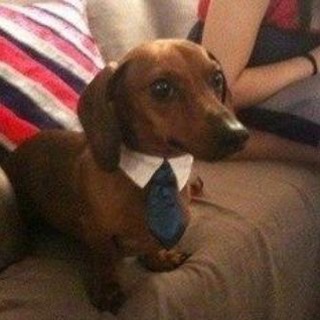 Логотип @divas066 - расколбас