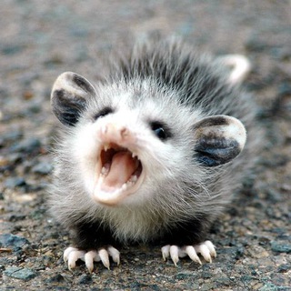 Логотип @divotnoe - Дивотное Жня