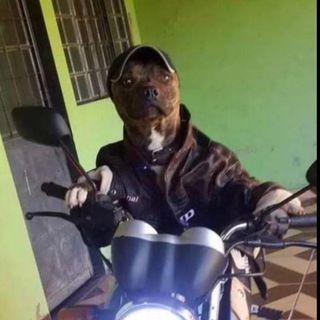 Логотип @dj_dawgg - Yung Wlang Dj Dawg