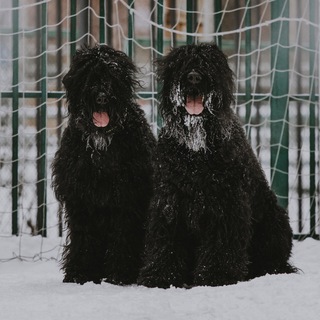 Логотип @djangom - ЧёрныйСтиль!