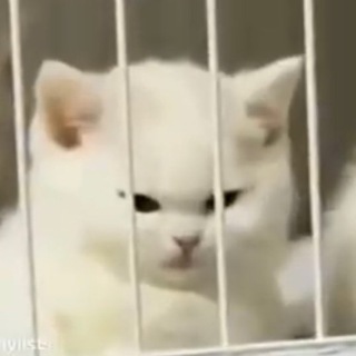 Логотип @djvesss - Dj.VES💙