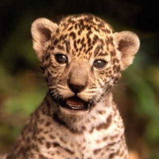 Логотип @dklum - Dklum