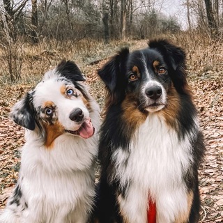 Логотип @dnevnikaussie - Дневник психованных собачек | Щенки Аусси