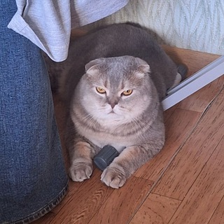 Логотип @dnevnikviseliya - Дневник Виселия