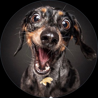 Логотип @dober_man_tv - Dober_mantv