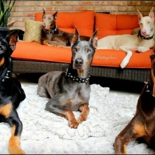 Логотип @doberman1grupa2 - Добермаши💖🐕🐕🐺