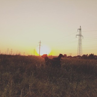 Логотип @doberman26 - Доберманы🐕