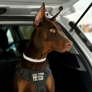 Логотип @doberman_aygor - Доберман Айгор