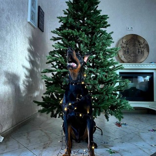 Логотип @dobermanlove - Добермати та інші песики 😍