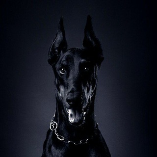 Логотип @dobermann_topbass - 𝔻𝕆𝔹𝔼ℝ𝕄𝔸ℕℕ|🄱🄰🅂🅂|𝟚𝟘𝟚𝟙