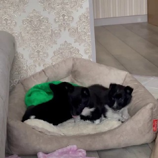 Логотип @dobro_alisa - Доброе Сердце Вурнары