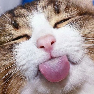 Логотип @dobromemi - Добрый 🐶 Буратино фильм