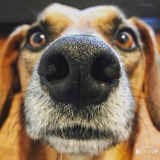 Логотип @dog56tv - DOG56TV