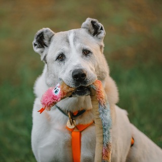 Логотип @dog_behavior - Коррекция Поведения Собак| КПС с Юлей Исламовой 🐕